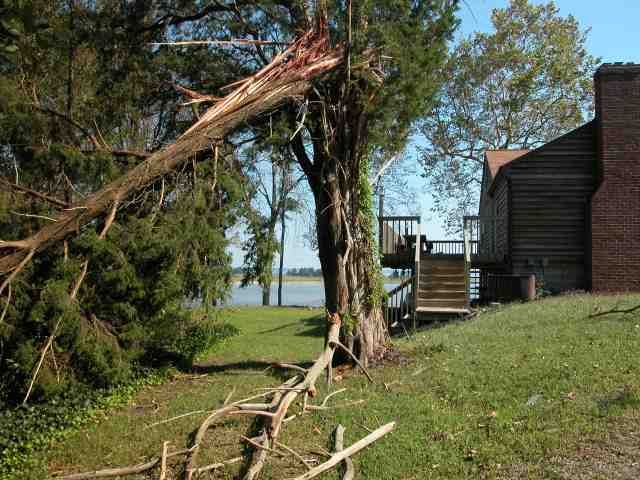 Cedar Tree Down